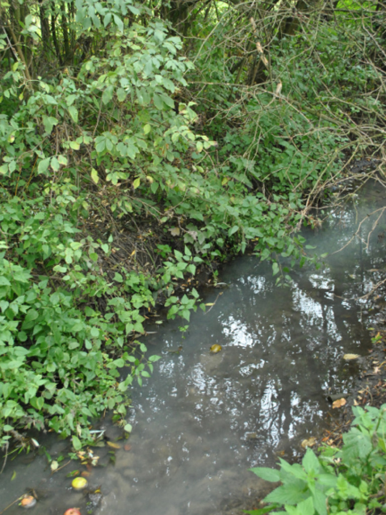 Mąciciel wody znowu atakuje kanałek (galeria/wideo)