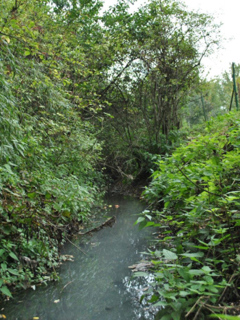 Mąciciel wody znowu atakuje kanałek (galeria/wideo)