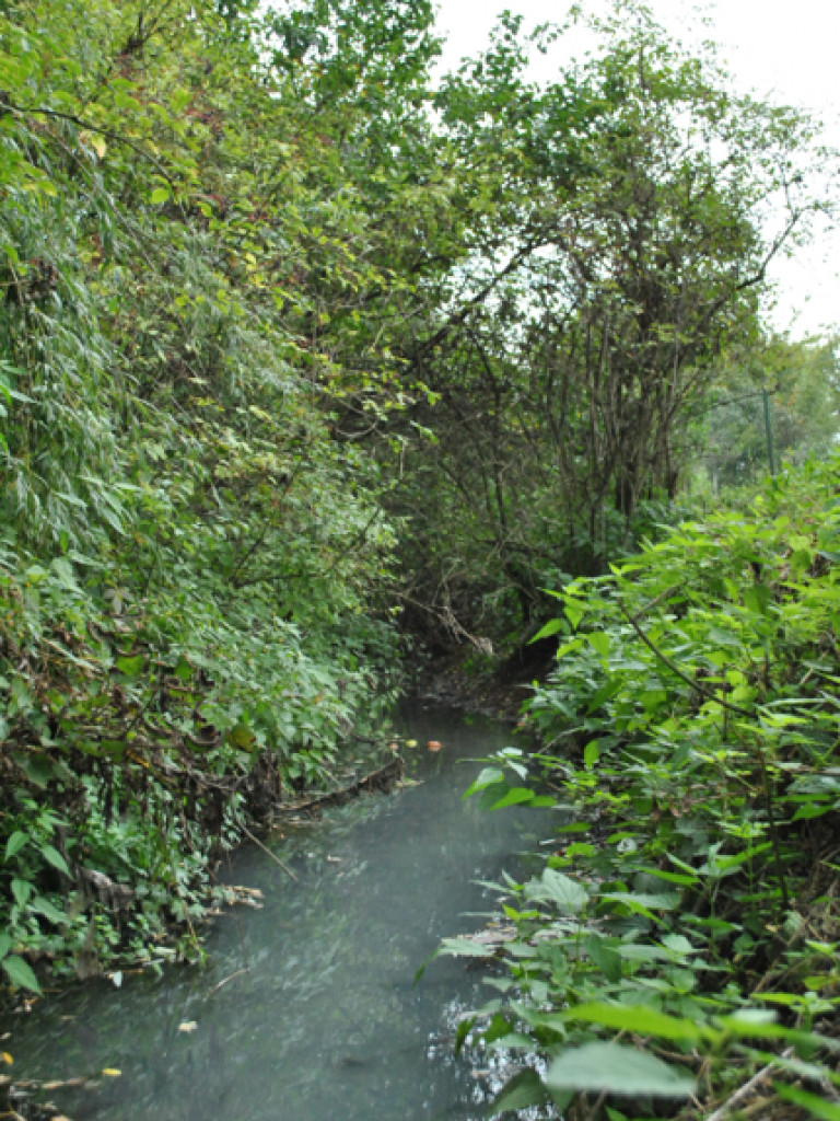 Mąciciel wody znowu atakuje kanałek (galeria/wideo)