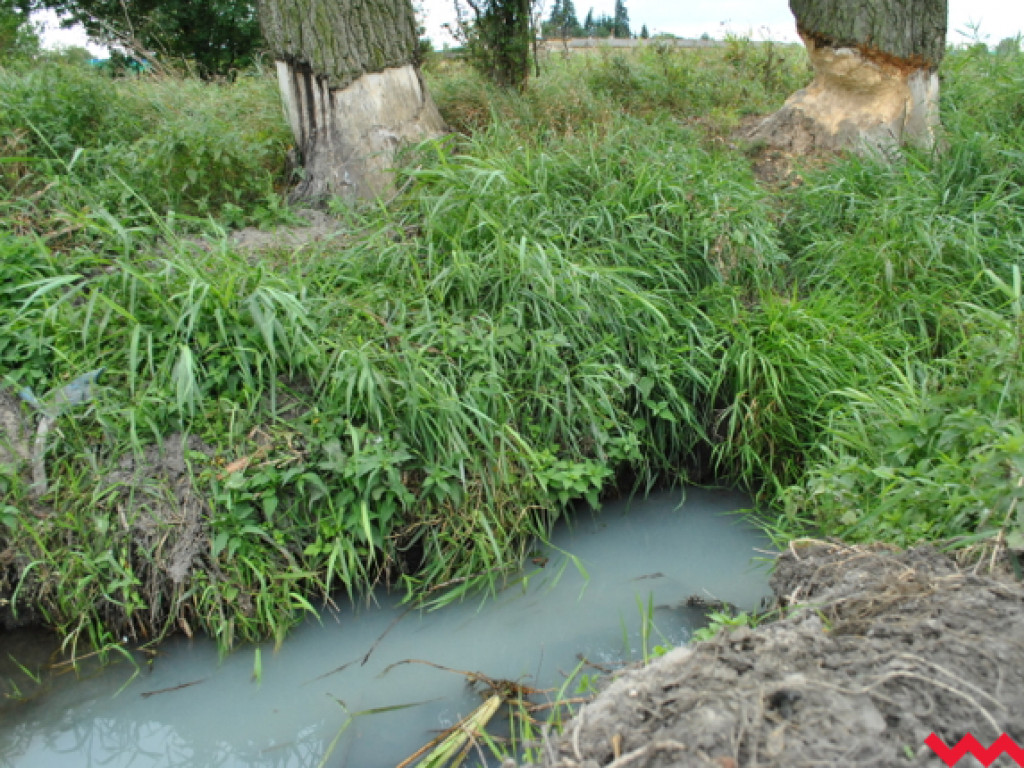 Mąciciel wody znowu atakuje kanałek (galeria/wideo)