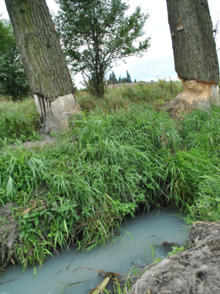 Mąciciel wody znowu atakuje kanałek (galeria/wideo)