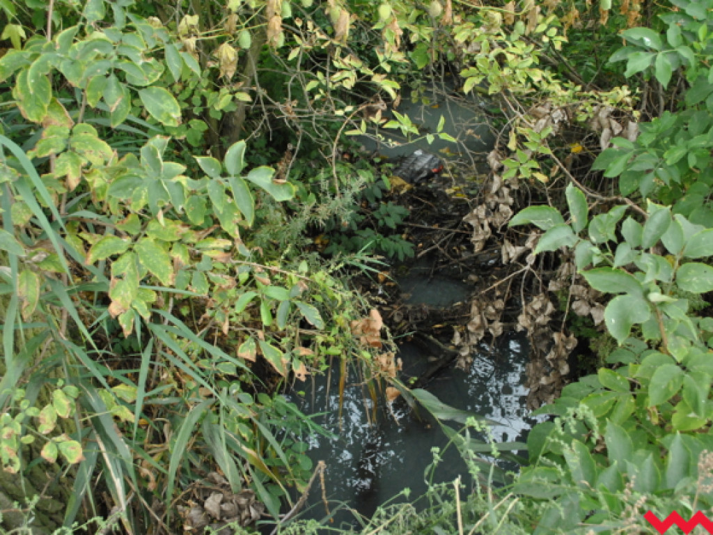 Mąciciel wody znowu atakuje kanałek (galeria/wideo)