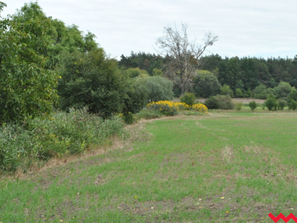 Mąciciel wody znowu atakuje kanałek (galeria/wideo)
