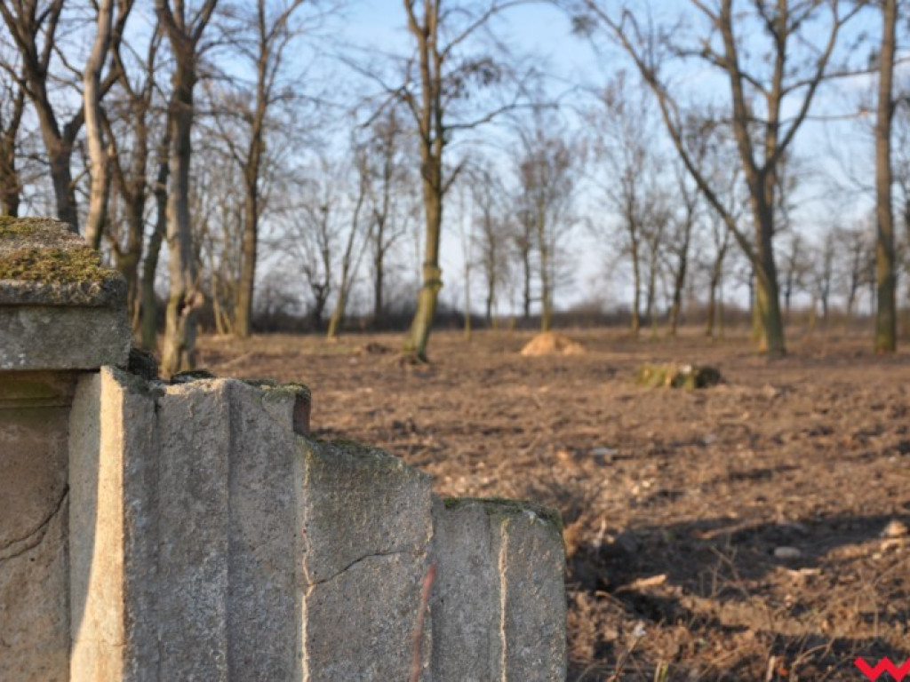 Ponad milion złotych kary za wycinkę drzew w zabytkowym parku w Stanisławowie