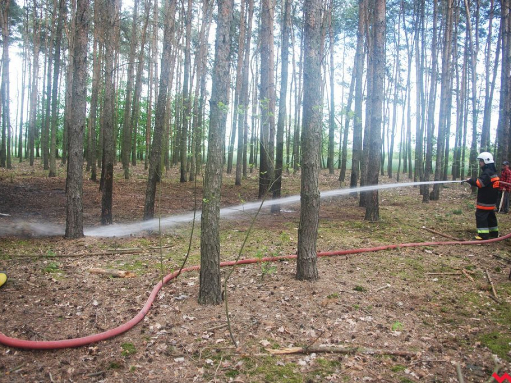 Pożar lasu w Wrąbczynkowskich Holendrach okazał się niegroźny