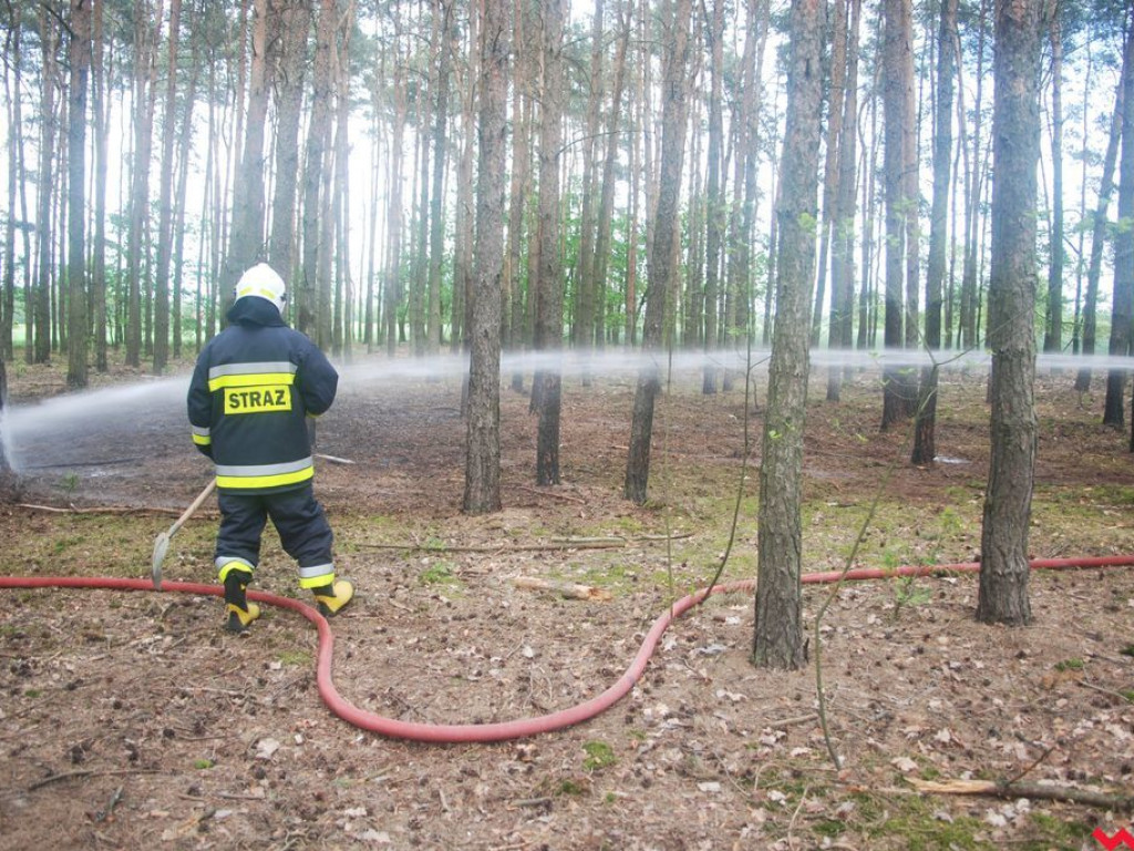 Pożar lasu w Wrąbczynkowskich Holendrach okazał się niegroźny
