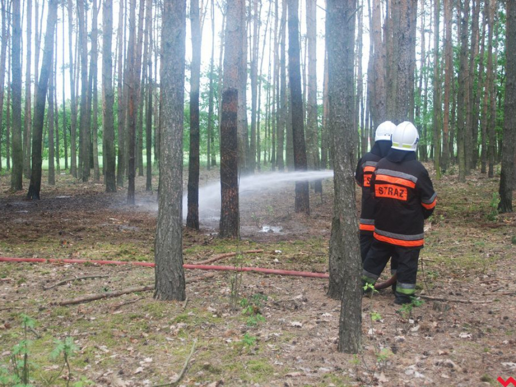 Pożar lasu w Wrąbczynkowskich Holendrach okazał się niegroźny