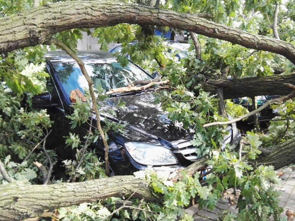 Burza wyrywała drzewa z korzeniami. Zniszczenia są ogromne