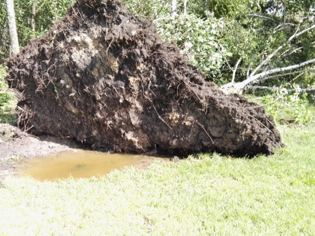 Burza wyrywała drzewa z korzeniami. Zniszczenia są ogromne
