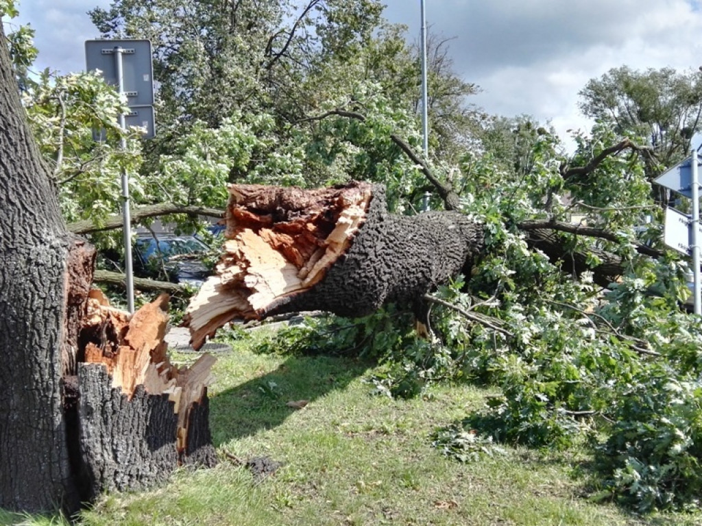 Burza wyrywała drzewa z korzeniami. Zniszczenia są ogromne