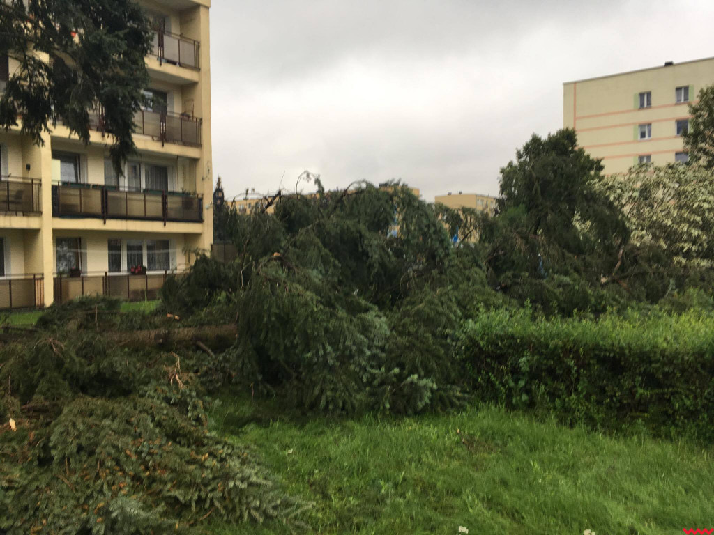 Burza wyrywała drzewa z korzeniami. Zniszczenia są ogromne