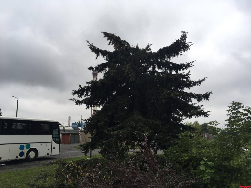 Burza wyrywała drzewa z korzeniami. Zniszczenia są ogromne