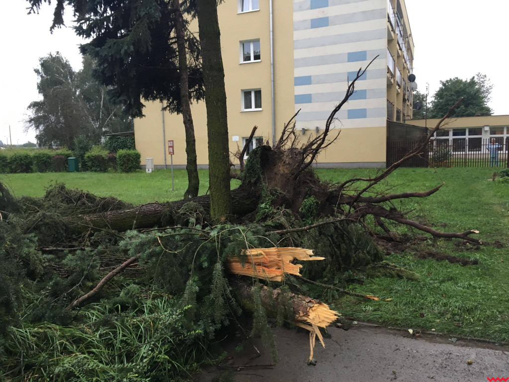 Burza wyrywała drzewa z korzeniami. Zniszczenia są ogromne
