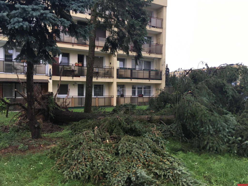 Burza wyrywała drzewa z korzeniami. Zniszczenia są ogromne