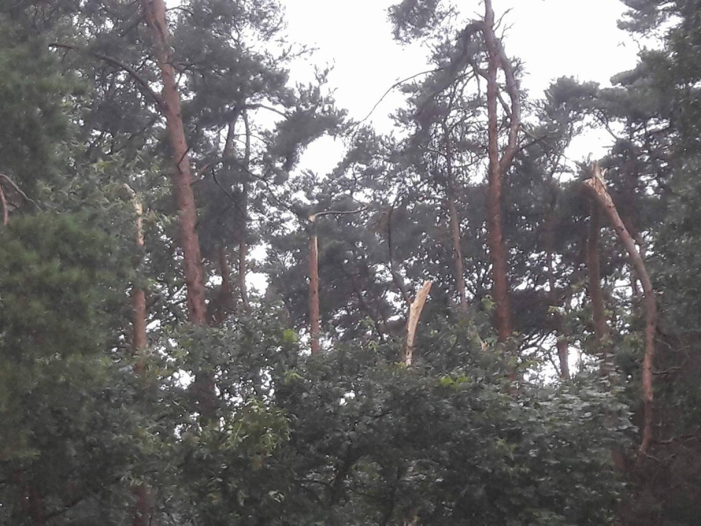 Burza wyrywała drzewa z korzeniami. Zniszczenia są ogromne