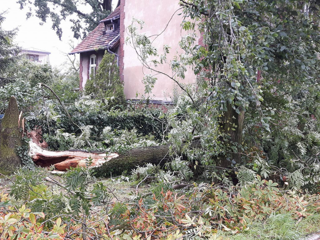 Burza wyrywała drzewa z korzeniami. Zniszczenia są ogromne