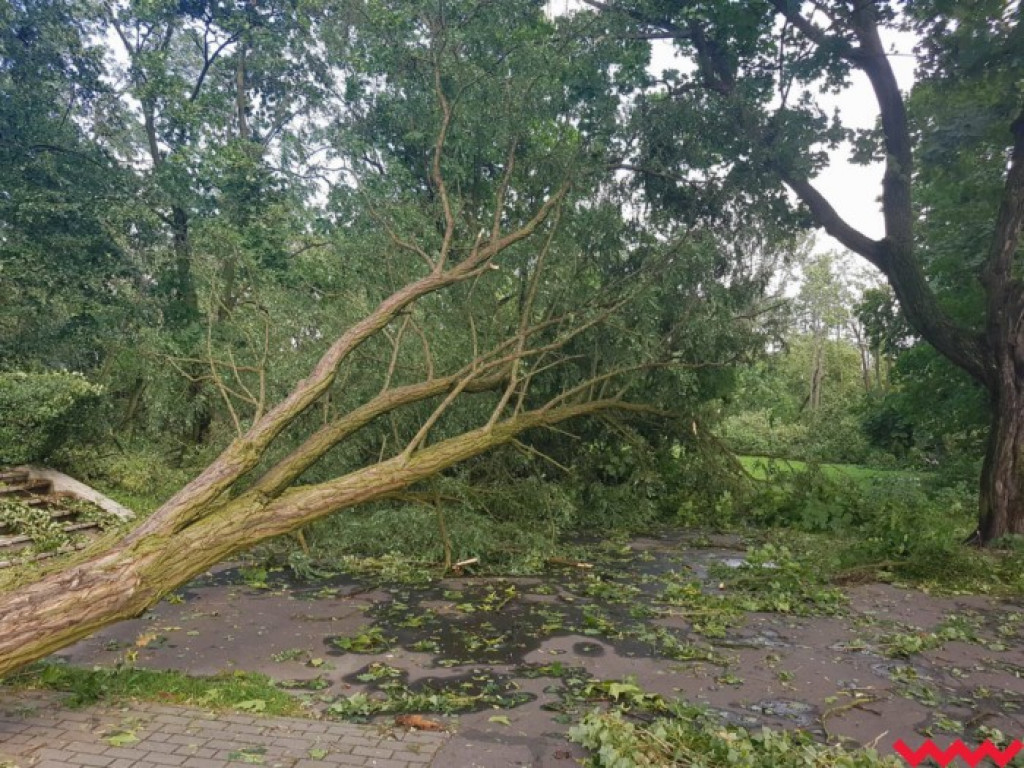 Burza wyrywała drzewa z korzeniami. Zniszczenia są ogromne