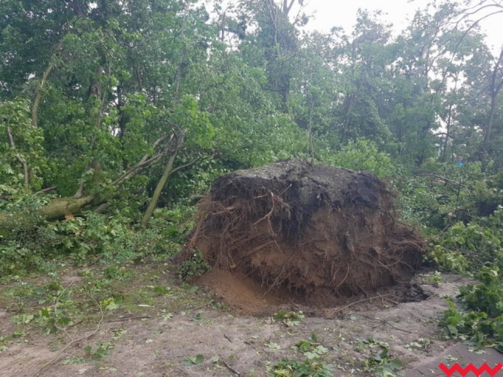 Burza wyrywała drzewa z korzeniami. Zniszczenia są ogromne