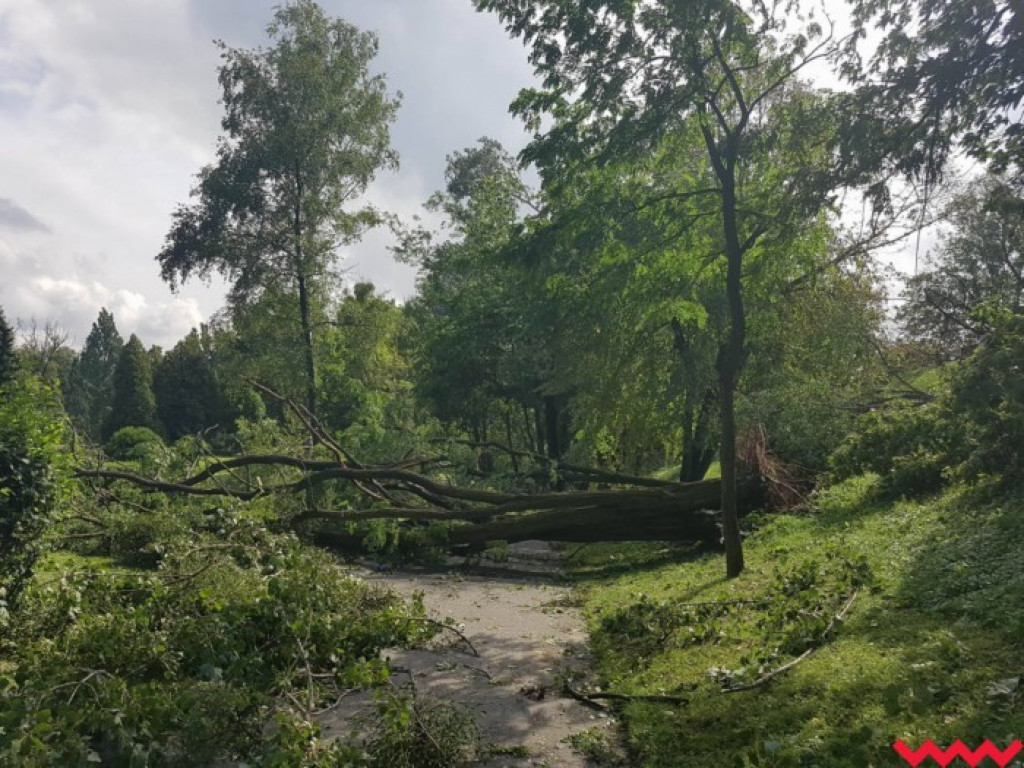 Burza wyrywała drzewa z korzeniami. Zniszczenia są ogromne