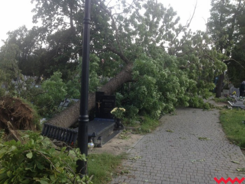 Burza wyrywała drzewa z korzeniami. Zniszczenia są ogromne