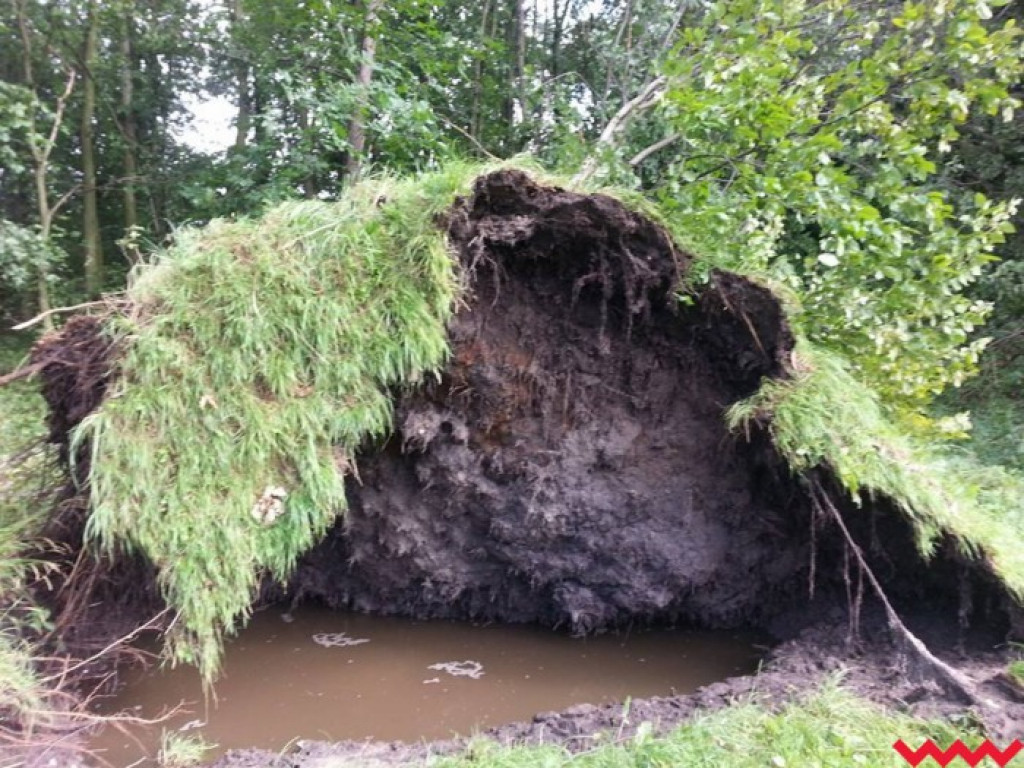 Zerwane dachy, powalone drzewa. Strażacy mają pełne ręce roboty