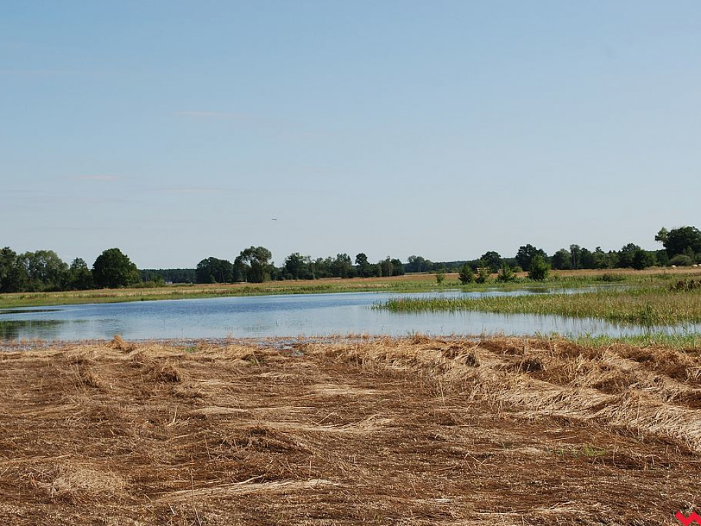 Rolnikom z Zamościa i Modlicy po raz drugi w tym roku woda podtapia łąki i pola