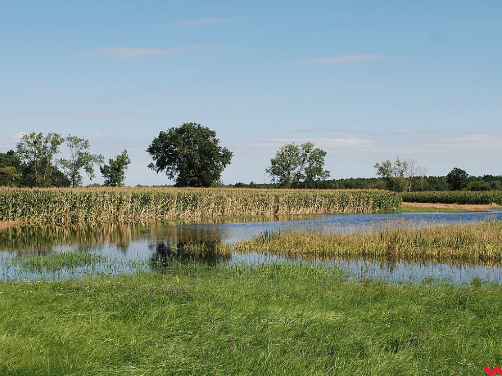 Rolnikom z Zamościa i Modlicy po raz drugi w tym roku woda podtapia łąki i pola