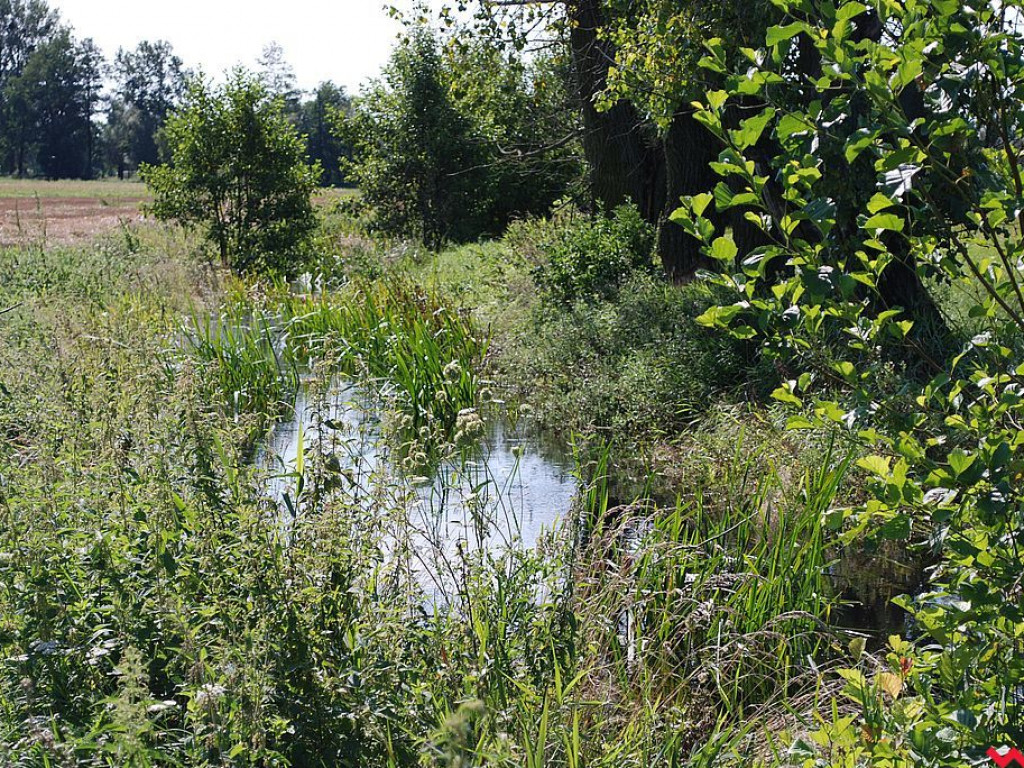Rolnikom z Zamościa i Modlicy po raz drugi w tym roku woda podtapia łąki i pola