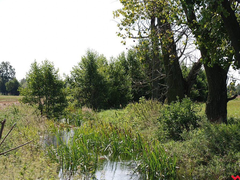 Rolnikom z Zamościa i Modlicy po raz drugi w tym roku woda podtapia łąki i pola