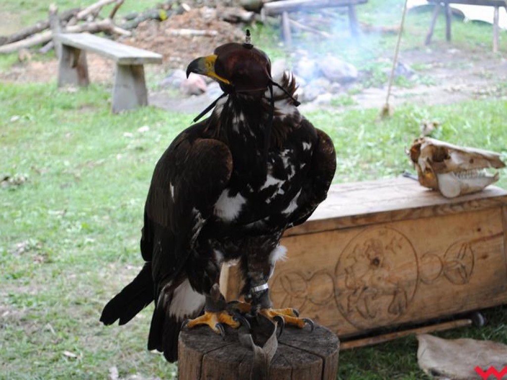 Wielka bitwa Grzybowskiego Turnieju Wojów