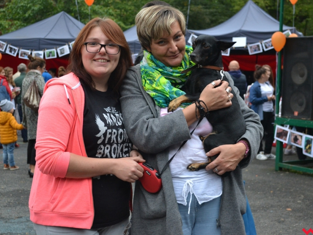Piknik merdających ogonów. Udane pierwsze urodziny Stowarzyszenia Psi-Jaciel