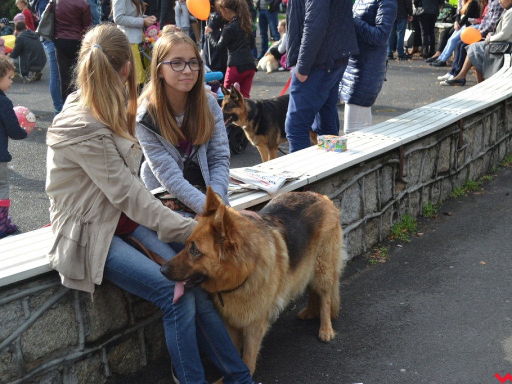 Piknik merdających ogonów. Udane pierwsze urodziny Stowarzyszenia Psi-Jaciel