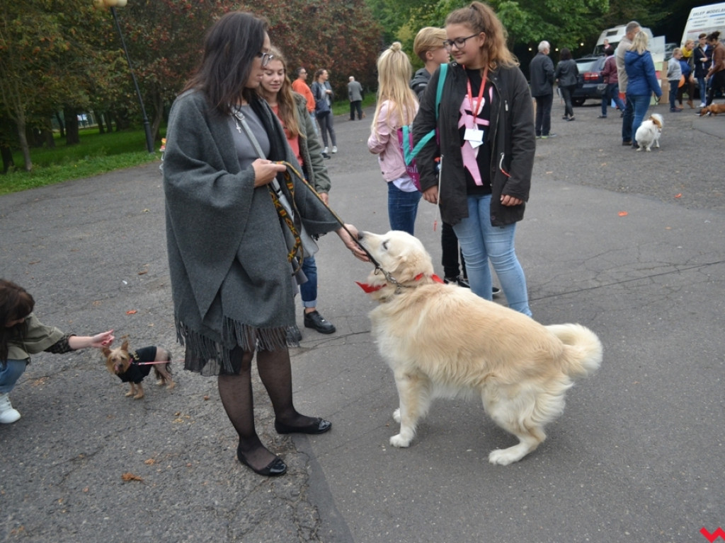Piknik merdających ogonów. Udane pierwsze urodziny Stowarzyszenia Psi-Jaciel