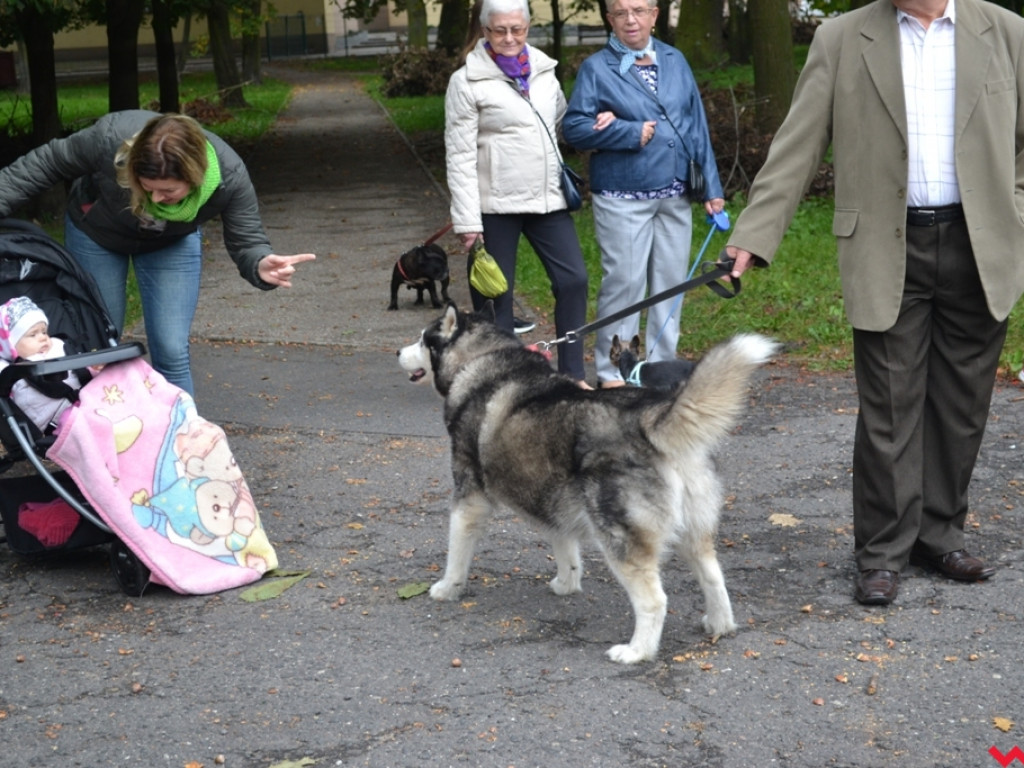 Piknik merdających ogonów. Udane pierwsze urodziny Stowarzyszenia Psi-Jaciel