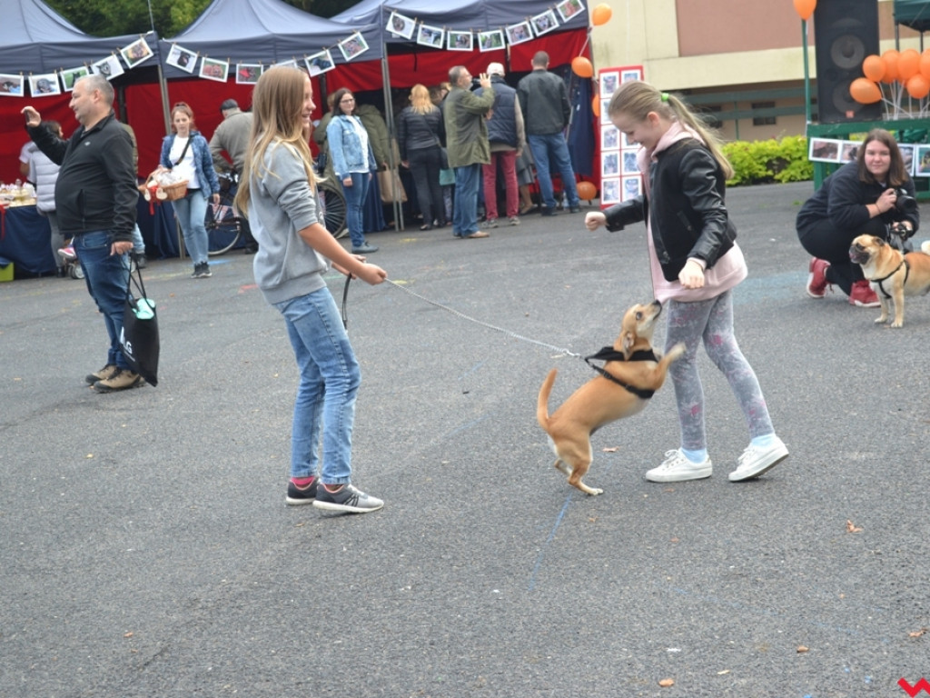Piknik merdających ogonów. Udane pierwsze urodziny Stowarzyszenia Psi-Jaciel