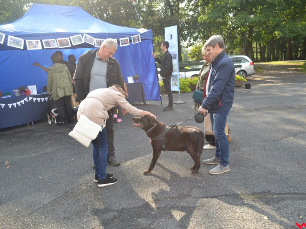Piknik merdających ogonów. Udane pierwsze urodziny Stowarzyszenia Psi-Jaciel