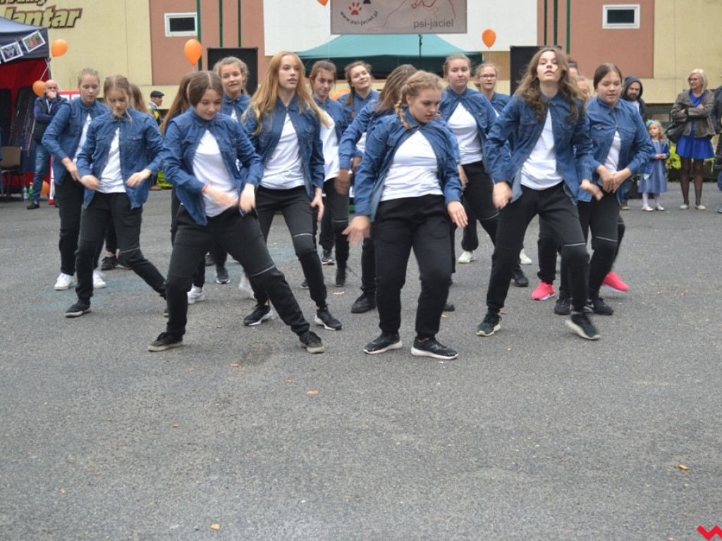 Piknik merdających ogonów. Udane pierwsze urodziny Stowarzyszenia Psi-Jaciel