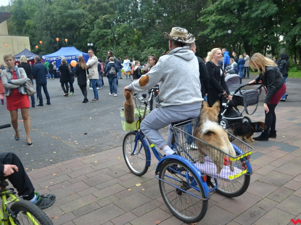 Piknik merdających ogonów. Udane pierwsze urodziny Stowarzyszenia Psi-Jaciel