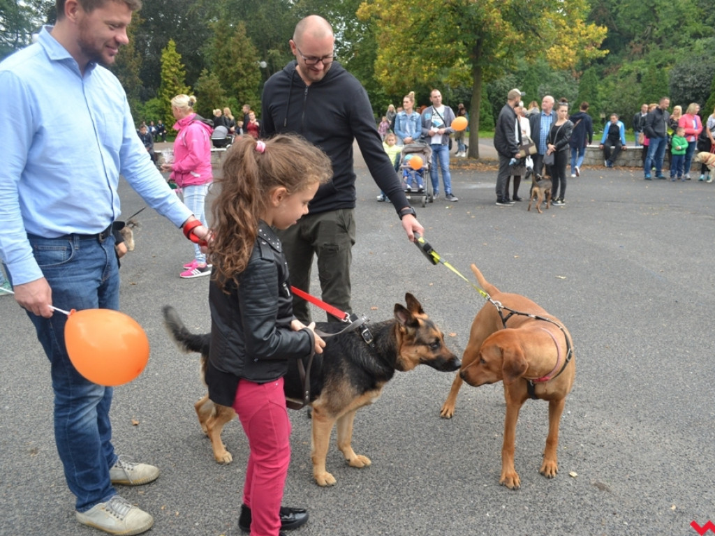 Piknik merdających ogonów. Udane pierwsze urodziny Stowarzyszenia Psi-Jaciel