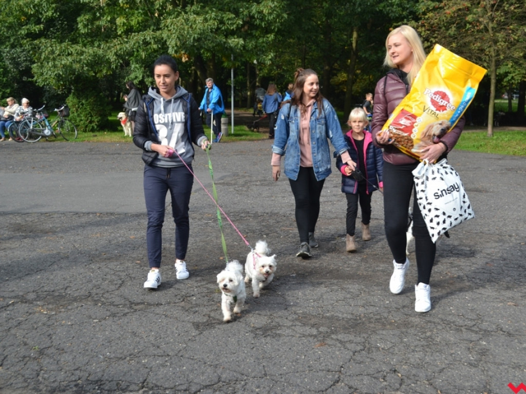 Piknik merdających ogonów. Udane pierwsze urodziny Stowarzyszenia Psi-Jaciel