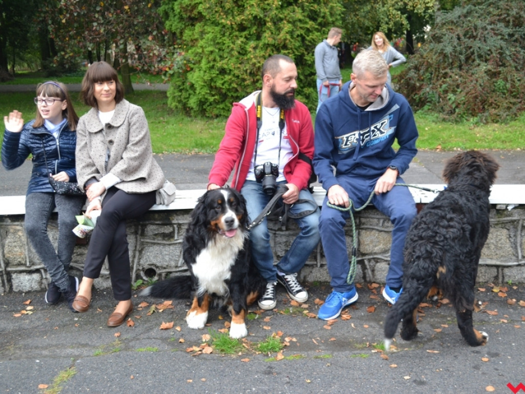 Piknik merdających ogonów. Udane pierwsze urodziny Stowarzyszenia Psi-Jaciel