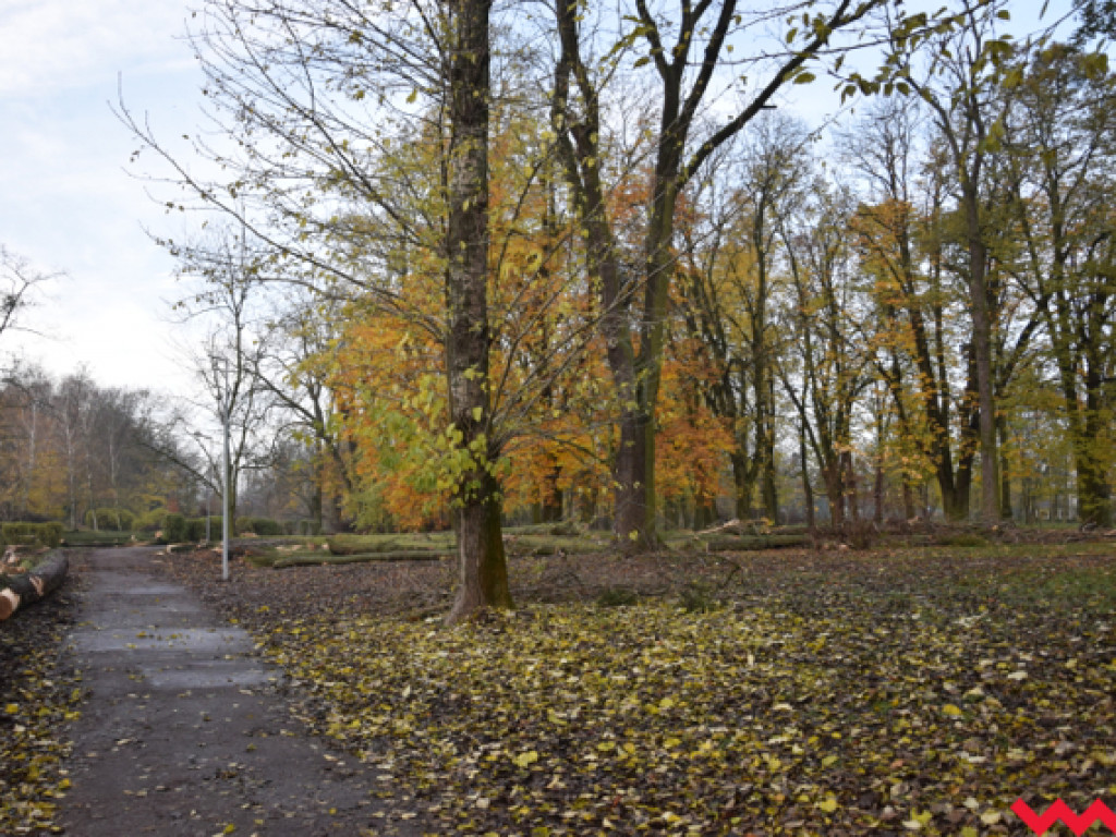 Warczą piły we Wrześni. Wycięto w pień fragment parku Hrabiny na tyłach WOK-u