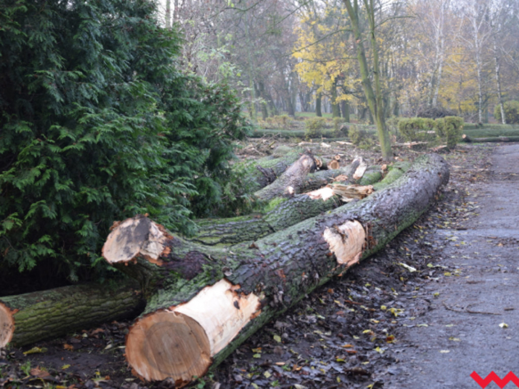 Warczą piły we Wrześni. Wycięto w pień fragment parku Hrabiny na tyłach WOK-u