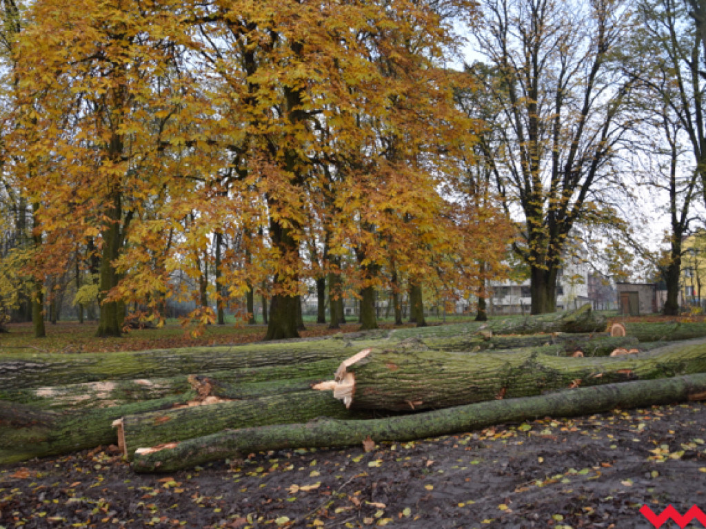 Warczą piły we Wrześni. Wycięto w pień fragment parku Hrabiny na tyłach WOK-u