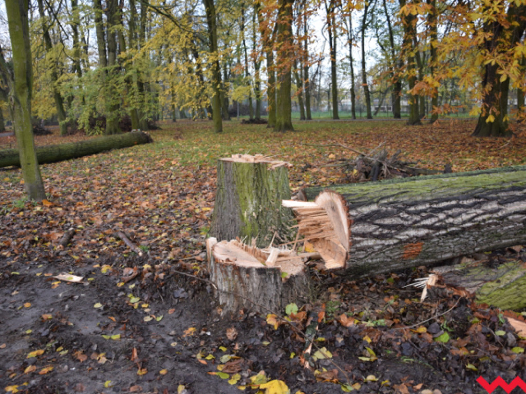 Warczą piły we Wrześni. Wycięto w pień fragment parku Hrabiny na tyłach WOK-u
