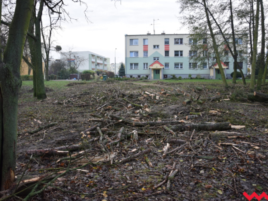 Warczą piły we Wrześni. Wycięto w pień fragment parku Hrabiny na tyłach WOK-u