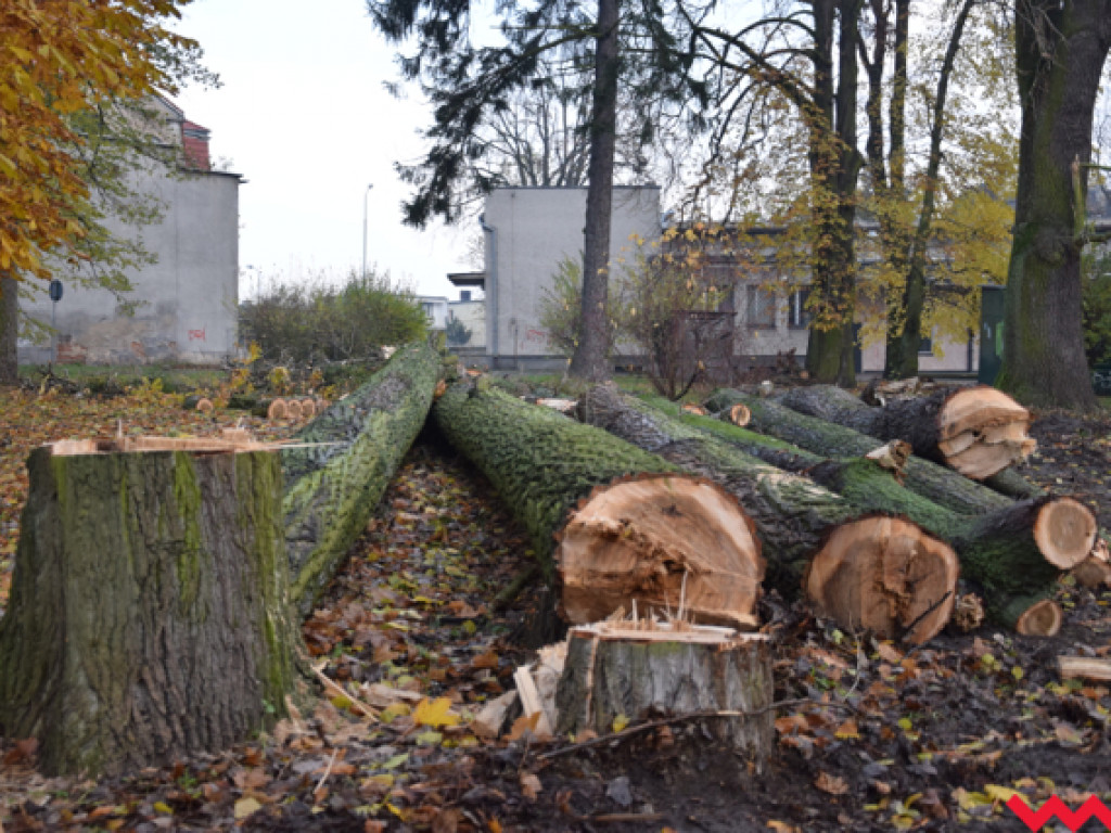 Warczą piły we Wrześni. Wycięto w pień fragment parku Hrabiny na tyłach WOK-u