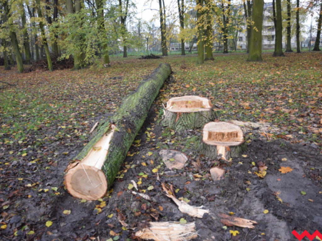 Warczą piły we Wrześni. Wycięto w pień fragment parku Hrabiny na tyłach WOK-u
