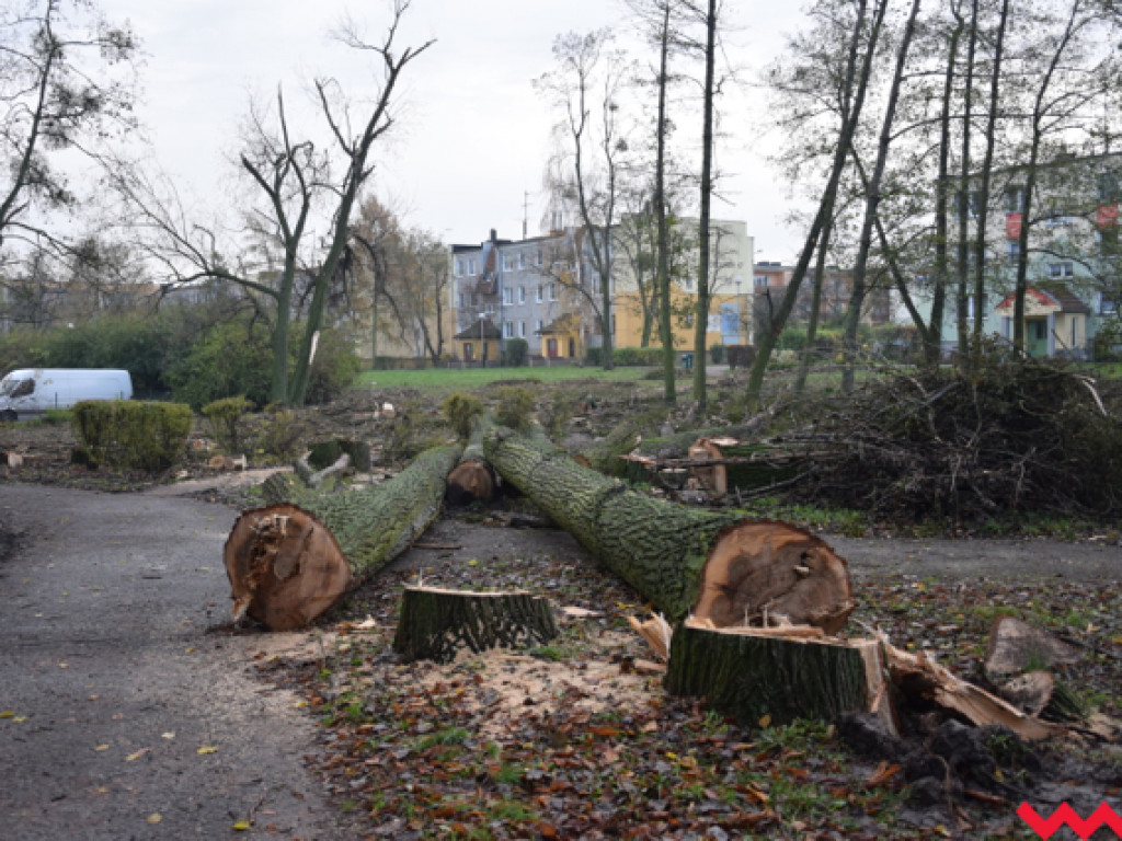 Warczą piły we Wrześni. Wycięto w pień fragment parku Hrabiny na tyłach WOK-u