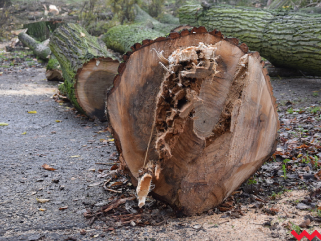 Warczą piły we Wrześni. Wycięto w pień fragment parku Hrabiny na tyłach WOK-u